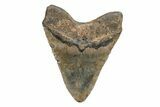 Huge, Fossil Megalodon Tooth - North Carolina #220010-2
